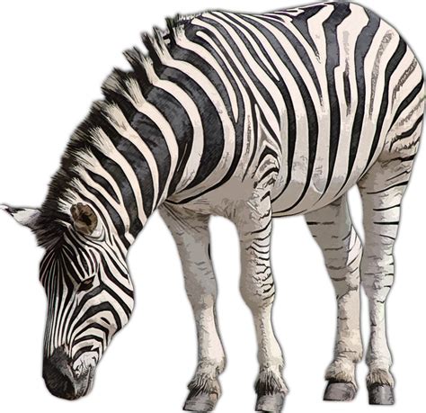 Zebra Africa Safari Free Image On Pixabay