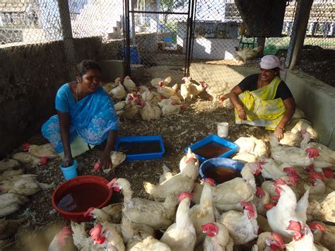Poultry In India One Health Poultry Hub