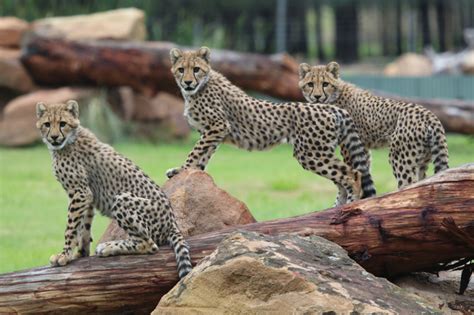 Cheetah Zooborns