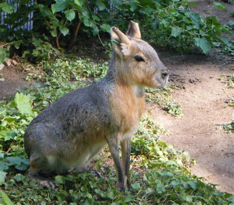 Patagonian Cavy Stock By Lythre Does Photos On Deviantart
