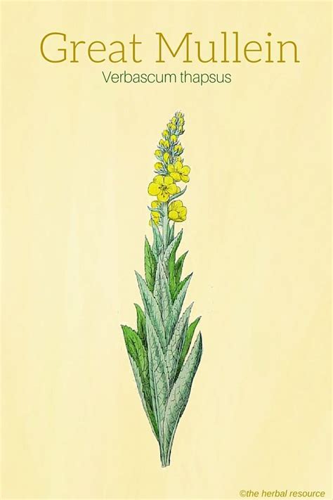 Great Mullein Health Benefits And Side Effects Herbalism Herbs