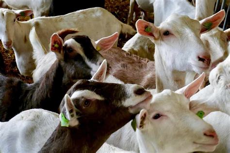 Tips To Start A Goat Farming Business Check How This Guide Helps Beginners