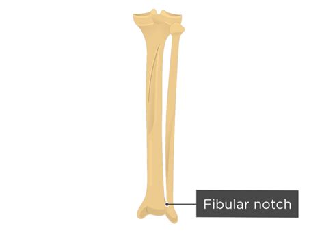 Tibia And Fibula Bones Posterior View