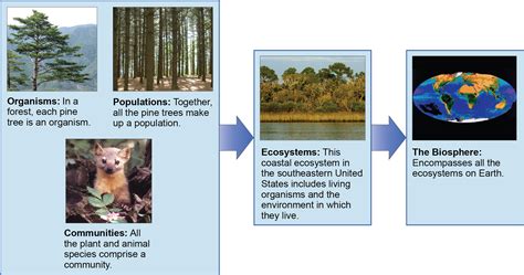 Biology E Ecology Ecology And The Biosphere The Scope Of Ecology