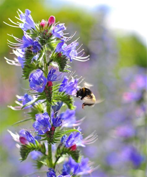 Generally, bees prefer plants that produce both nectar and pollen. Top 10 Bee-friendly Plants - David Domoney