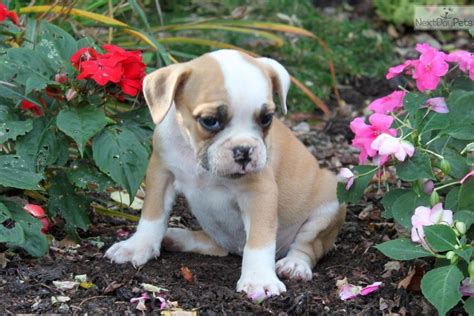Plans cover new injuries or illness—so, if fido eats a sock or has a bout of diarrhea, simply visit the veterinarian and submit your paid vet bill for reimbursement. Olde English Bulldogge puppy for sale near Lancaster, Pennsylvania | 3248c131-90a1