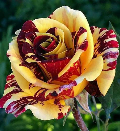 Beautiful Roses Variegated Burgundy And Yellow Beautiful Flowers