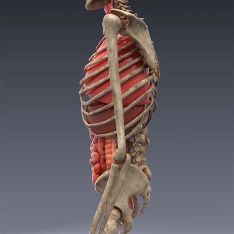Realistic Human Internal Organs 3d Model Human Human Anatomy 3d 3d