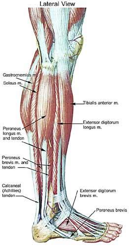 Into tibial tuberosity by patellar tendon. Achilles Tendonitis