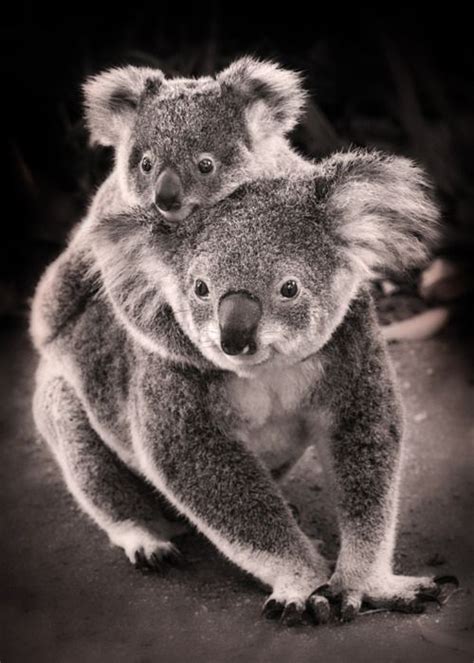 Koalas Baby Hold On By Kelpie1 Animales Bonitos Fotos De Animales