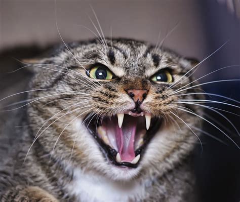 Katze wird plötzlich zur bodenkatze und meidet sprünge und kletterpartien; Erste Hilfe, wenn sich Ihre Katze bei Revierkämpfen ...