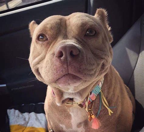 Just Look At That Adorable Smile Smiling Dogs Pitbulls Cute Animals