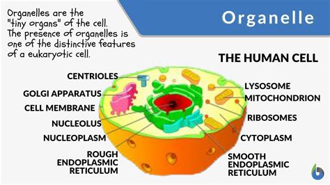 Organelle Definition And Examples Biology Online Dictionary