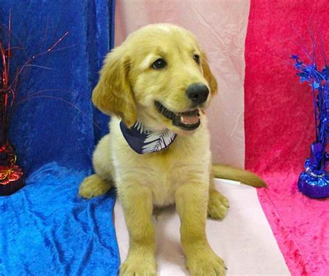 He is aca registered, vet checked, vaccinated, wormed and comes with a 1 year genetic health guarantee. Golden Retriever Puppy Tampa | PETSIDI