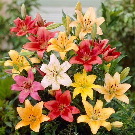 La Hybrid And Asiatic Lily Bulbs For Sale Online Easy Care Mix Easy