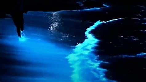 Bioluminescent Algae Makes The Ocean Glow Blue Video