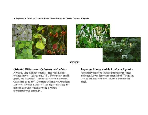 A Beginner S Guide To Invasive Plant Identification In Clarke County Virginia DocsLib