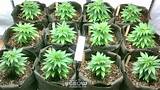 Where Can I Get A Marijuana Plant Images