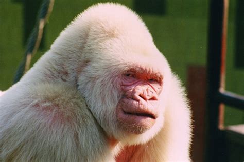 Albino Gorilla Was Product Of Inbreeding Finds Study