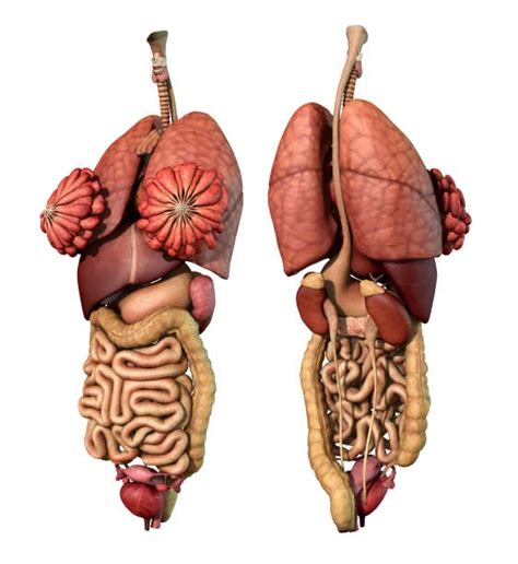 An organ is a collection of tissues joined in a structural unit to serve a common function. Human Organs In The Bpody From A Back View : Back View Of ...