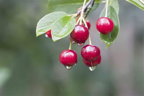 Split Cherry Fruit Causes And Fixes For Cracking In Cherries
