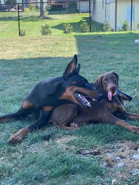 I Love Seeing Them Play Together ️ If Youve Had Two Dobermans How Long