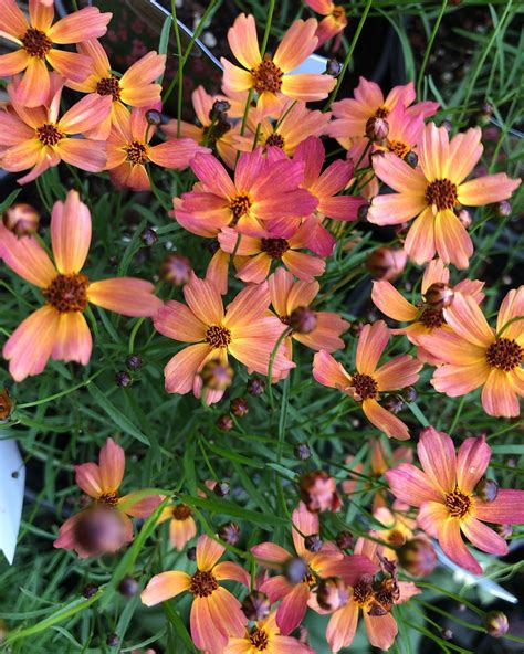 Check spelling or type a new query. Late summer/fall blooming perennials are here! Coreopsis ...