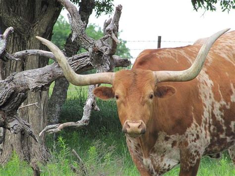 A Texas Longhorn Named Bevo Taken In Azle Texas Isnt He A
