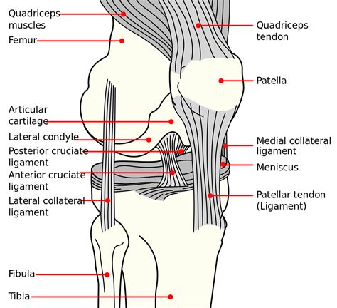 Muscles ligaments and tendons of the lower leg, learn more about muscles ligaments and tendons of the lower leg. Anterior cruciate ligament injury - Wikipedia