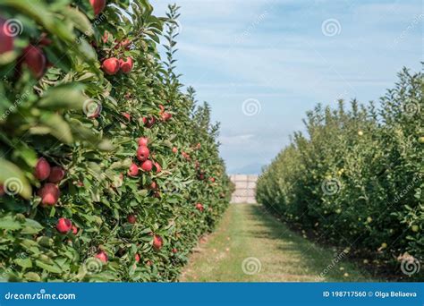 Rows Of Apple Trees In The Orchard Stock Photo Image Of Fruits