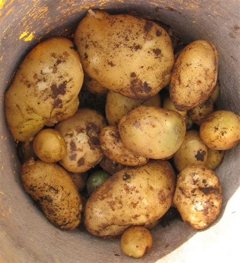 Potatoes In A Bucket Free Stock Photo Public Domain Pictures