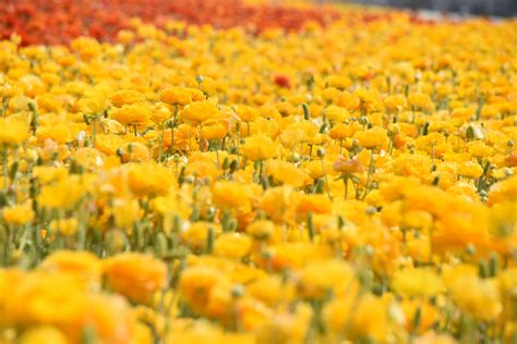 Field Of Yellow Flowers Free Stock Photo Public Domain Pictures