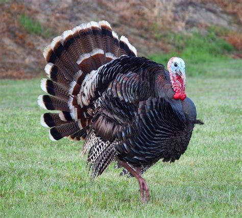 Please read the description before purchasing. Marvelous Pictures of Turkeys