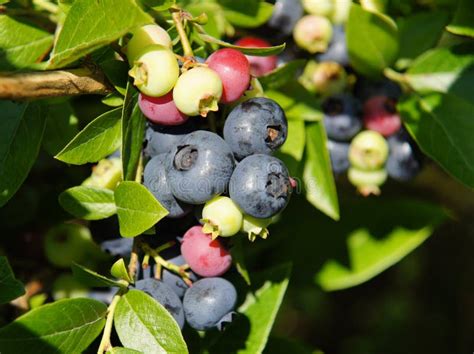 Riperipening And Unripe Blueberries Stock Image Image Of Ripe
