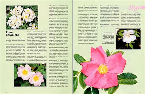 Un calciatore dai potenti tiri. Fiori Piccoli Ma Profumatissimi / Dafne Arbusto Dai Fiori ...