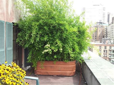 26 Diy Garden Privacy Ideas That Are Affordable And Incredible Balcony
