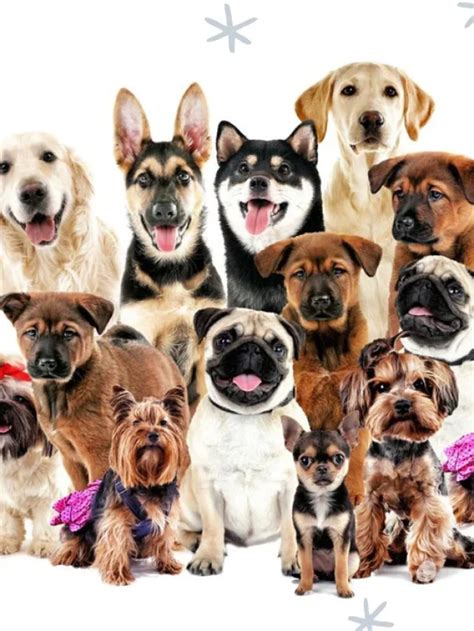 10 Best Dog Breeds For First Time Owners Dogs Cares