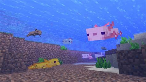 Axolotl Minecraft Adopter Reproduction Couleurs Et Comportement