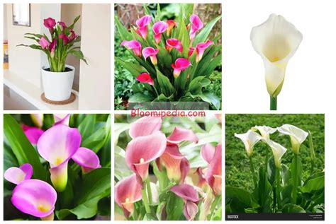Expert Tips For Thriving Calla Lilies Outdoors Unleash The Beauty Of