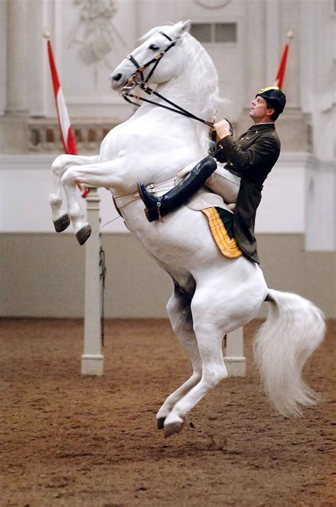 Lippizzaner Spanish Riding School Horse Breeds Spanish Riding