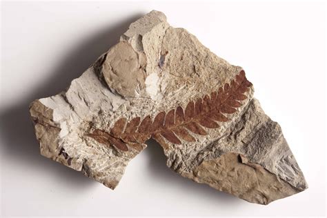 Smithsonian Insider Fossils Help Scientists Build A Picture Of The