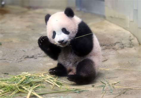 An educational app which prepares for preschool children. Oh, how cute: Tokyo crowds flock to see baby panda on ...