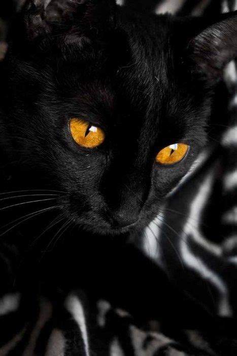Awesome Orange Eyes Black Cat Cats White Cats