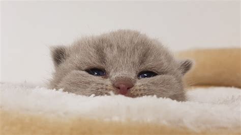 Cute Kittens Tears After Her Mom Cries Very Sweetly Youtube