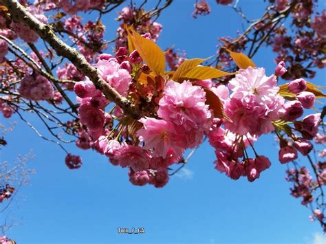 Photo Of The Bloom Of Japanese Flowering Cherry Prunus Serrulata