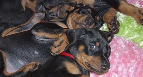 doberman pinscher puppies  dogs  sale