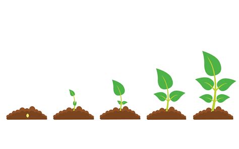 Phases Of Plant Growth 1406309 Vector Art At Vecteezy