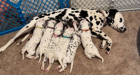 Six Dalmatian Puppies Vanish From A Cape Coral Home
