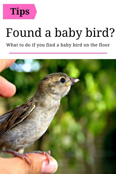 What To Do If You Find A Baby Bird Wild Bird World Bird Wild