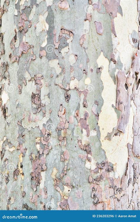 Beautiful Tree Bark Texture Image Stock Photo Image Of Bark Lumber